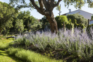 Conception de jardin à Saint Tropez