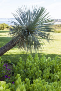 Jardin provençal Ramatuelle